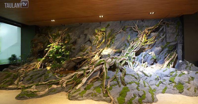 Youtube.com/TAULANY TV